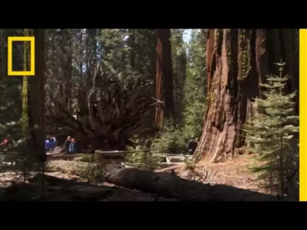 Video: Top 5 Must-See Attractions in Yosemite